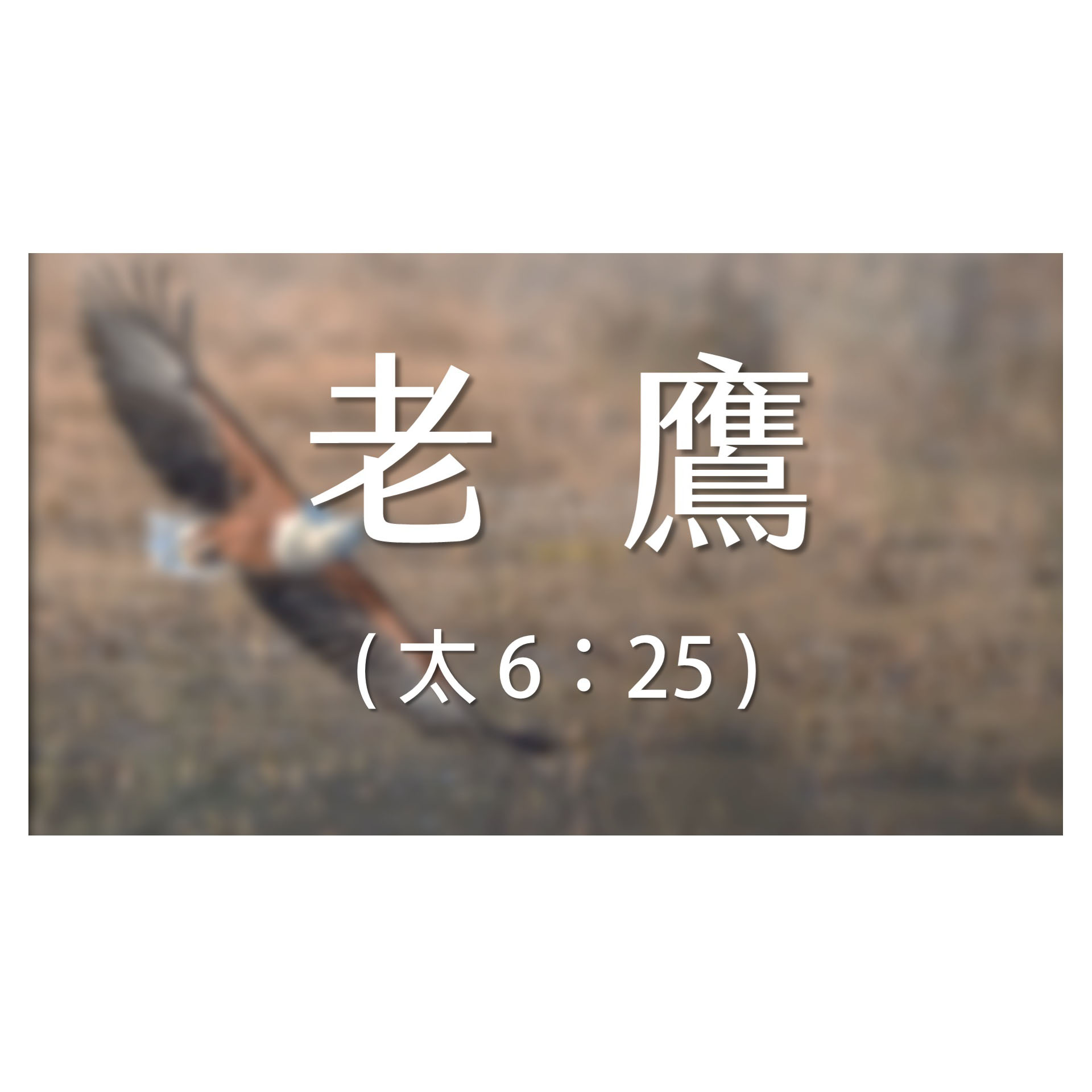 -＜經節分享＞​好時光 - 以賽亞書 40：31 (老鷹)